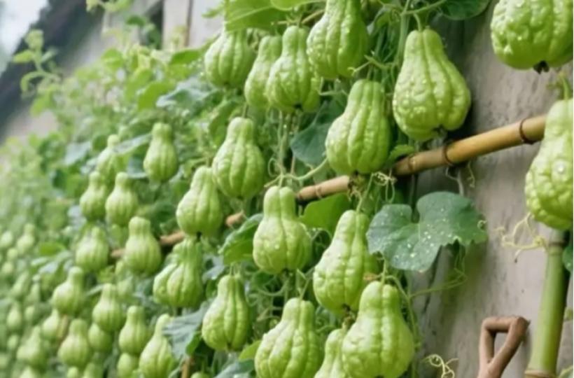 農村种植的佛手瓜大豐收！...