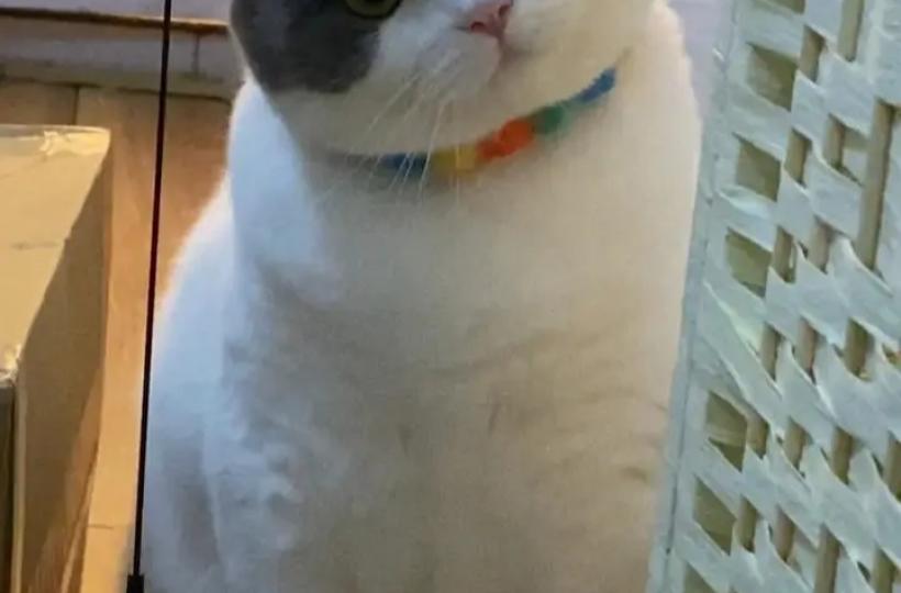 猫咪全神灌注.又有新發現...