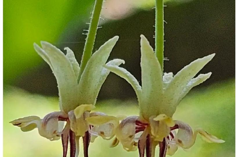 今日睇到非常漂亮的花...
