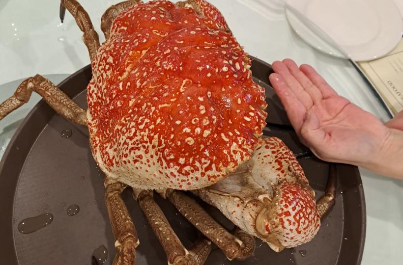 皇帝蟹真是很大隻可做三味足夠６人共饌...