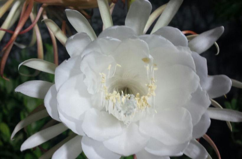 花花世界(10a)----夜晚才開花、明天就枯了。...
