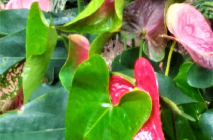 花花草草(13)----紅掌...