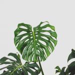 monstera