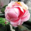 Profile picture for user kittywong1688