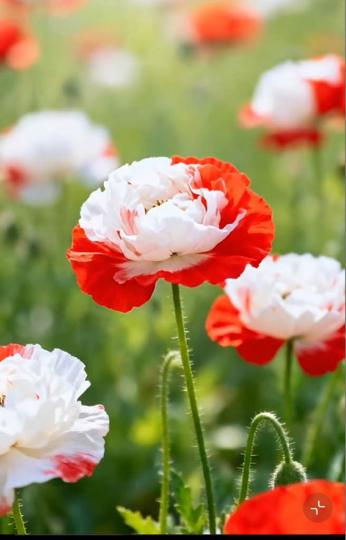 09BEC9B0-03AF-4E40-98E6-A59A0C39E07F-2561-0000080A599BAAB9