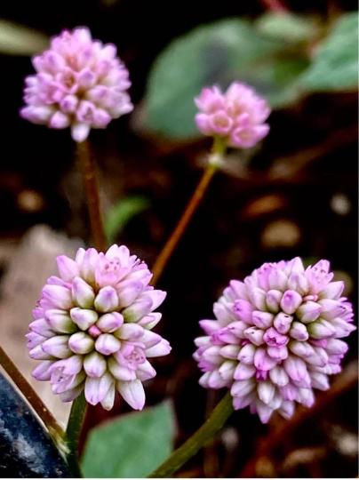 26FC4989-D618-4010-B53A-20A3660FA4D2-88789-00000713B0A1107C