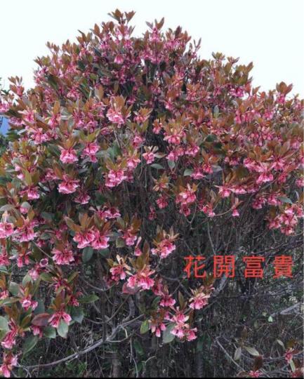 3C5EDC67-A33B-4785-853A-A9D6ED8F7280-1939-000000F1F733F0D3