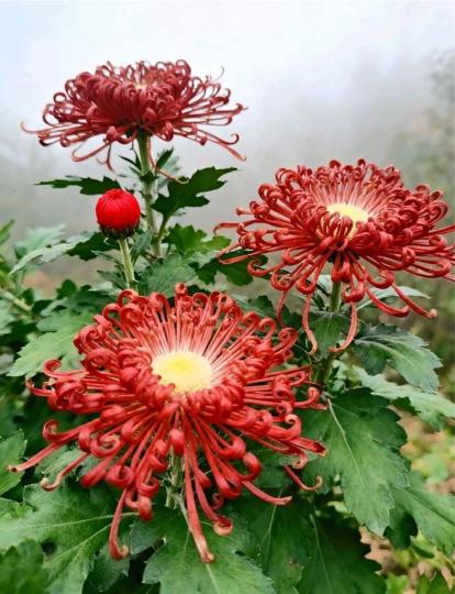 4B182BF1-4AC6-4AD1-B6C5-E8384B5703D0-46233-00000449E01C5BA0