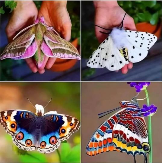 51B9CD1D-BDF8-4F9C-9944-367A32D7BAFA-25196-00000257836AF89B