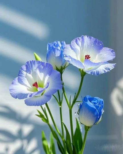 694AA8A0-A87C-4B4F-9665-F0A0E665FFB3-56448-000004FEC1F7D041