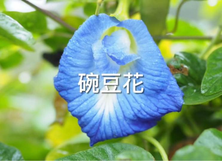 80F4EBAB-8E06-40A2-A6AB-9FFE2A3AD18E-652-0000002D628C6748