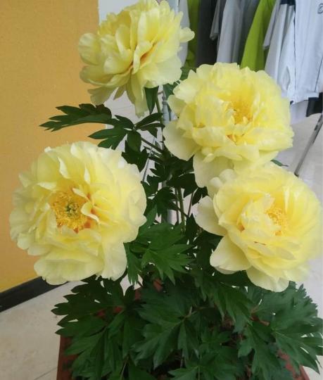 89D27818-CD09-45FA-AD85-12026D9923BC-17958-000001E8C1C81801
