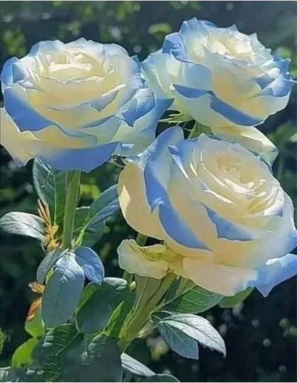 9A0815BD-5F49-4270-836D-67A36F83661A-72904-000012FE44DB9F94