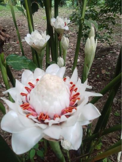 A4CCE738-AFD7-4EFE-99A3-BD1DF6A48101-17334-0000186C137F1478