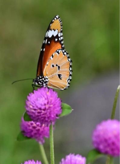 B8C14200-5D57-46FF-86A0-3DC8AC1F2651-17334-0000186D35267187