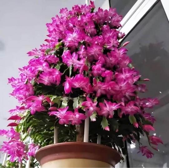 C0D1EA3E-E579-4A36-9087-EFAC090C4373-77524-0000090201667BB3