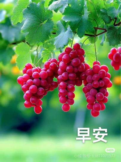 C5432869-840F-44D9-A405-AFA7DED828EC-15659-000001D49FD79270