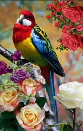 CC2477A0-17C2-45CB-88D1-0CAF41F2AB3B-68513-000007721CE0BF7D