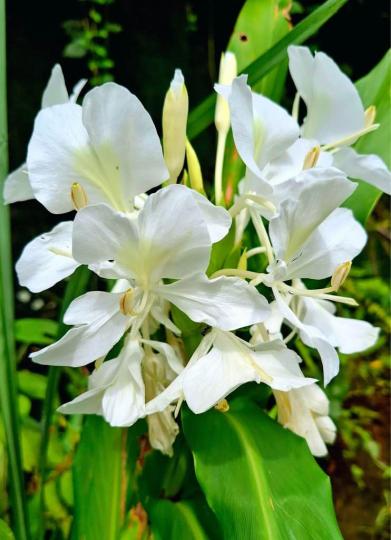 DA0FF7FE-0A3A-4B09-B59E-5908875AED64-79267-0000066DD88F4AFE