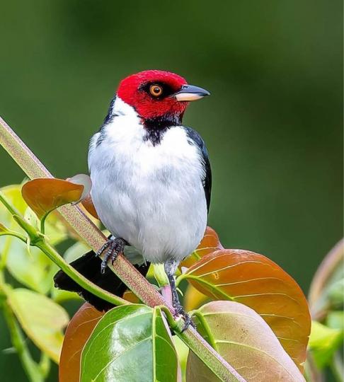 DE53AD4B-B017-43B6-A268-80D296550473-80696-0000068D2A0772B8