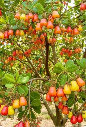 E83667DB-EC3C-42AC-9844-99D0F72A8D54-79060-00000669E3679F2C