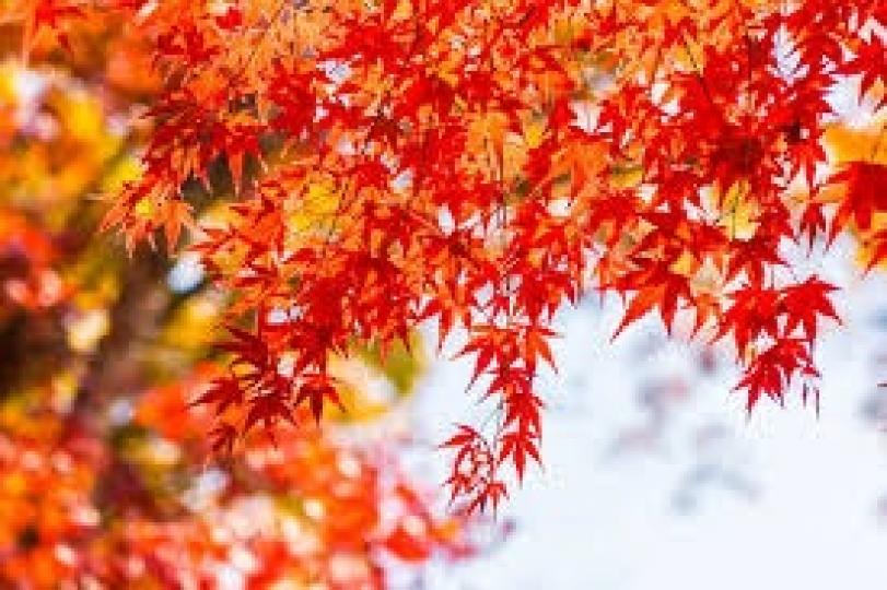 秋分晝夜均
 寒意漸降臨...