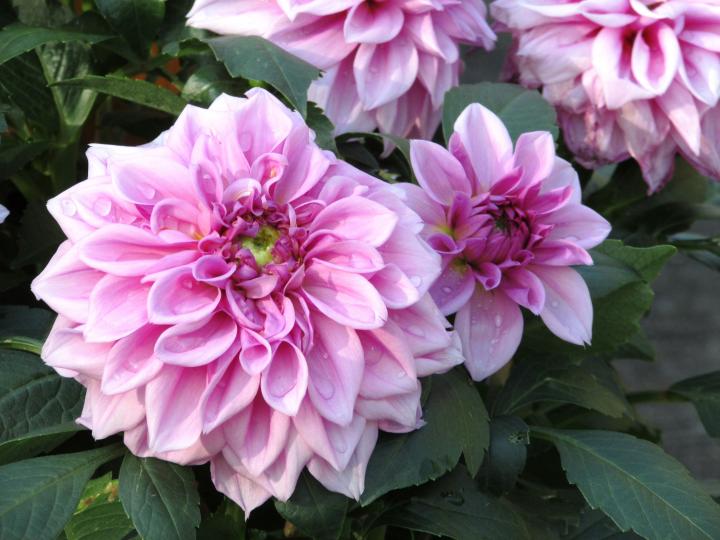 花花世界之豐姿卓越、美麗每一天、你好呀！...