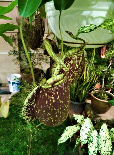花花世界----家種豬籠草...