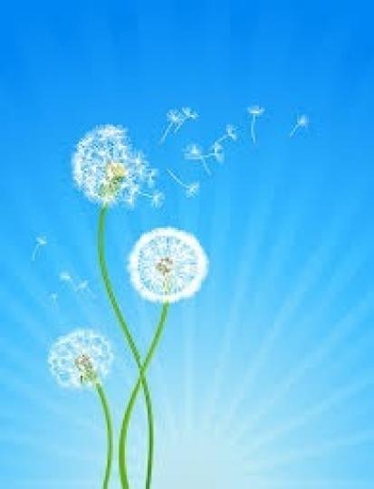如果再看見路邊的蒲公英, 請感到幸福, 因為蒲公英的花語:我在遠處為你的幸福而祈禱....