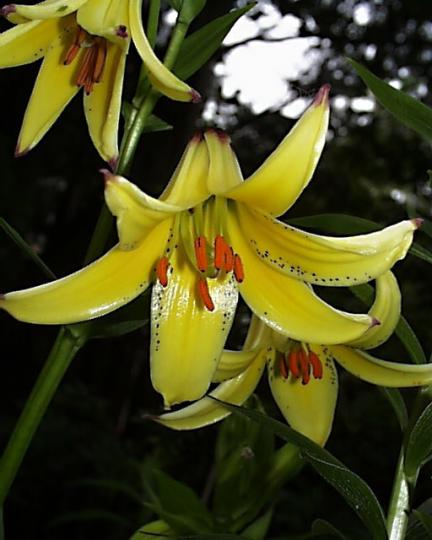 原來百合花代表著順利、心想事成、祝福、高貴等....