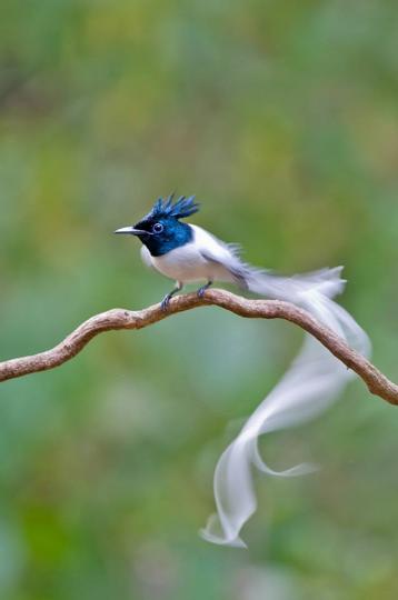 鳥鳥世界(2)、它的尾巴太美了、各位早安！...