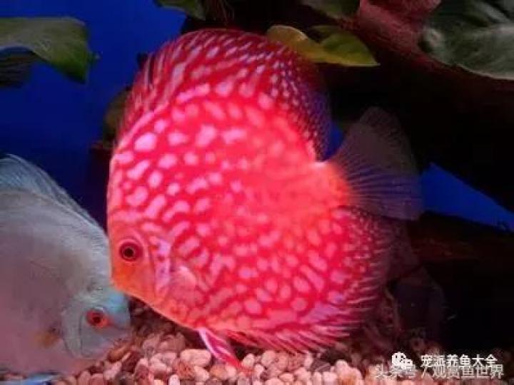 紅寶石神仙魚是非常
有名的觀賞魚。...
