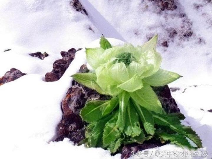 天山雪蓮又名雪荷花.生
於天山4000米以上的陡
壁上.從種子發芽到開花
大約要5年時間.系比較
稀少的植物。它的根.莖
葉含生物鹼.黃酮類.多糖
等.花蕾含豐富微量元素
和氨基酸等具有活血通
絡.散...