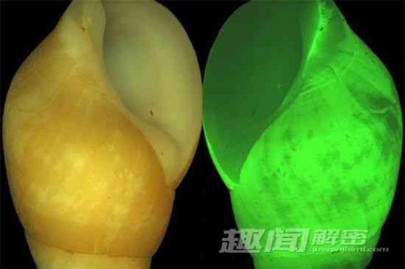 黃平軸螺具有獨特的發
光能力,它的殻內有一
微小的發光器官,能發
出綠色光,綠光又被螺
殻增强放大,讓整個螺
殻都充滿綠色光,這可
能是它鎮攝强敵的生
存本能。... 黃平軸螺具有獨特的發
光能力,它的殻內有一
微小的發光器官,能發
出綠色光,綠光又被螺
殻增强放大,讓整個螺
殻都充滿綠色光,這可
能是它鎮攝强敵的生
存本能。...