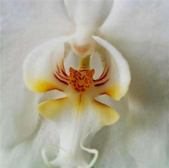 花中有隻老虎頭的蘭花,幾別致...