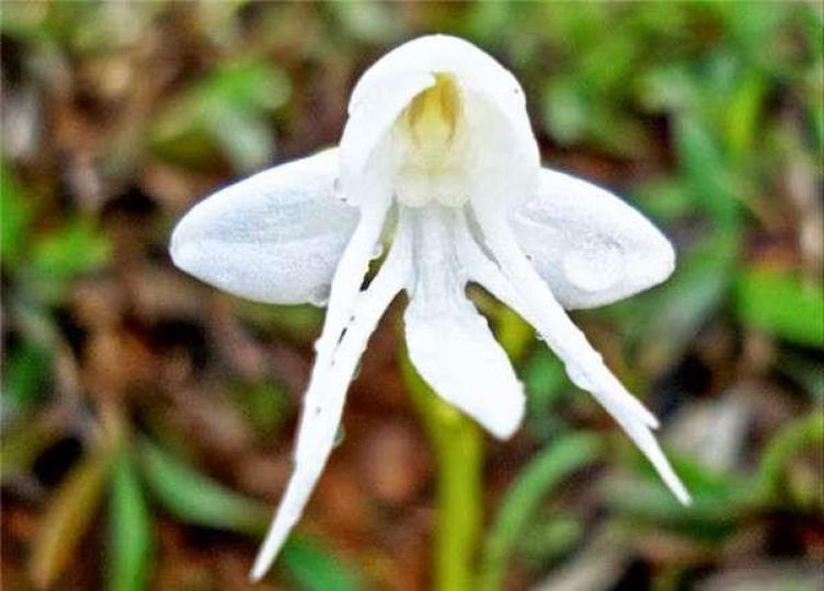 天使蘭花,花朵像天使一樣純潔。...