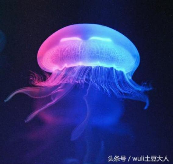 彩色水母分布在太平洋
印度洋及澳洲東北部，
彩色水母色彩變化多樣
以浮游生物爲食。...