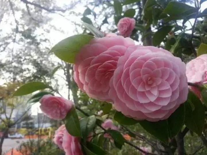 日本山茶花,生長在海拔1000英尺以上
的地方,衹有在天冷時候才開花,茶花系
我喜愛的花朵。...