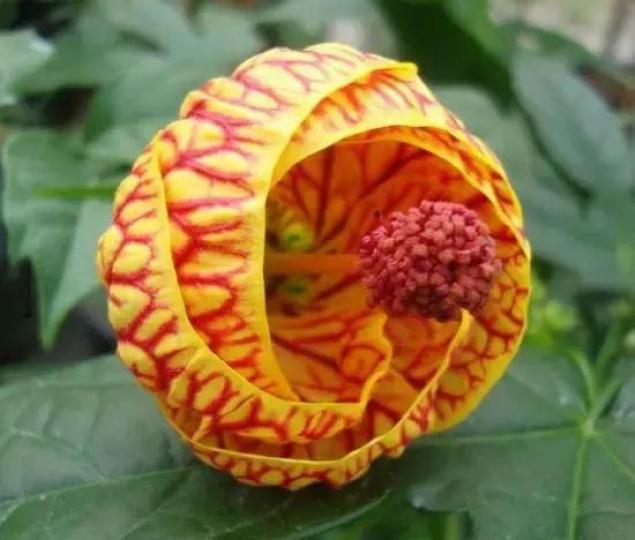 風鈴花,又叫中國燈籠花,有不同形狀和顔
色,而碗狀的花朵最爲醒目。...