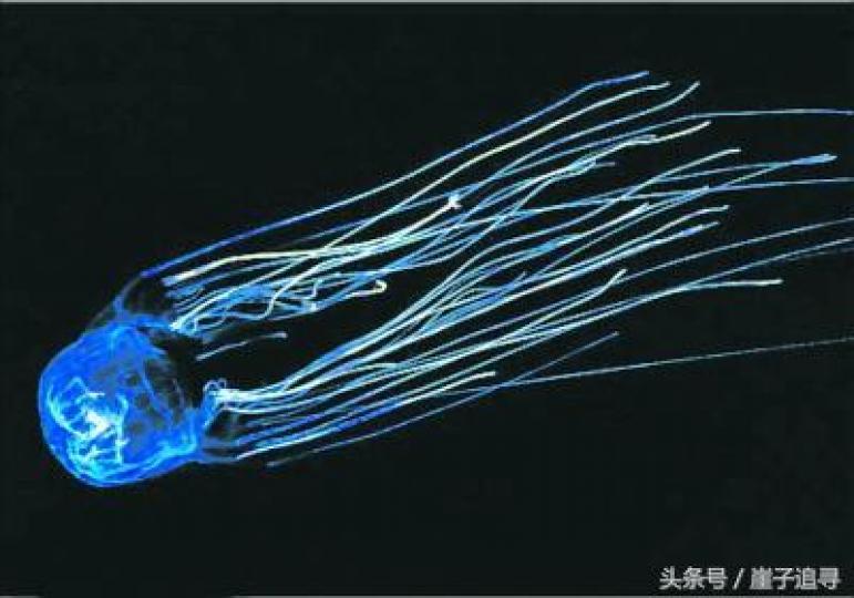 最毒海洋生物:箱型水母
主要樓息在澳洲東北海
岸,它成年時約重兩公斤
體型與足球相若,長長的
觸手刺中目標後即注入
毒素,令目標生物內臟毀
損死亡,每隻箱型水母的
毒素足以殺死60人,在海
中見到三十...