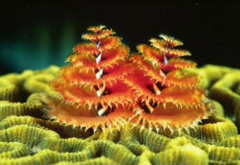海底聖誕樹,它是海底
美艷色彩的螺旋型蠕蟲。...