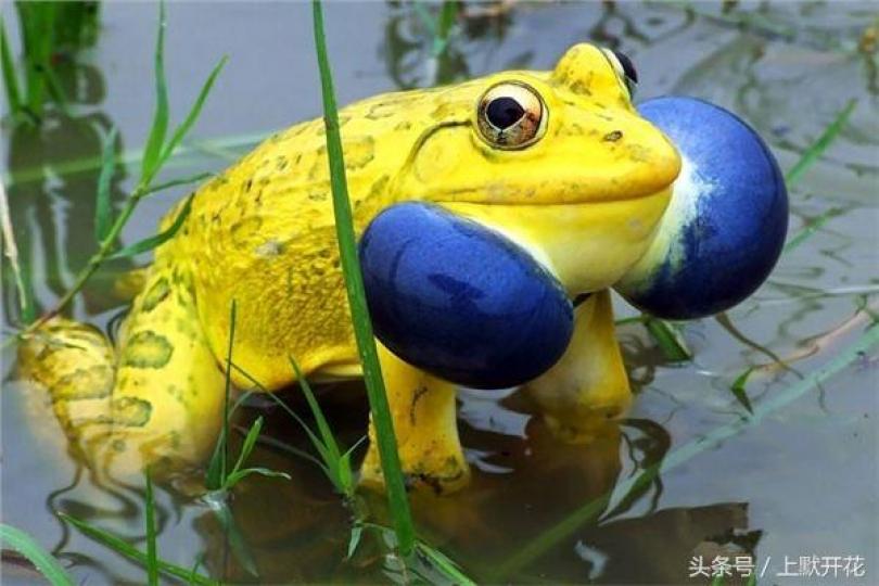虎紋蛙,非常鮮艷黃色身體
加上面部兩個大藍色氣囊
看起來十分趣致,但它是一
種有毒的蛙類。...
