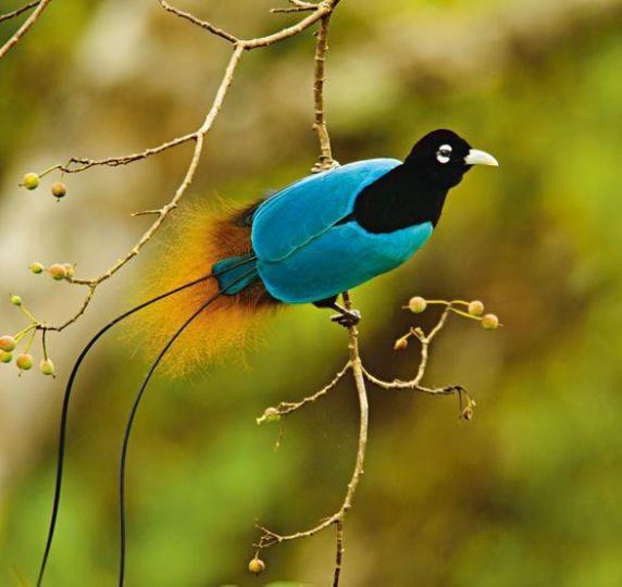藍色極樂鳥,它是比較大
型而美麗的品種,發現於
新幾內亞山區,由於自然
環境改變,數量越來越少
己被列爲瀕危物種。...