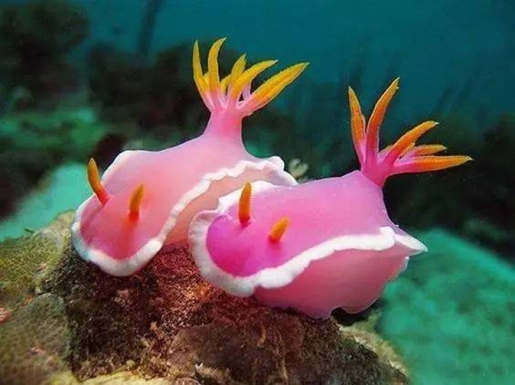 海兔它分布在世界暖水
海域,喜歡在海水清澈
水流暢通海藻叢生的環
境生活,以各種海藻爲食
日本名古屋大學教授等
人從海兔體內提取一種
名爲"阿普里羅靈"的化
合物制成高效抗癌劑。...