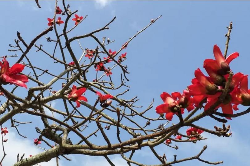 紅棉盛放, 天氣暖洋洋...