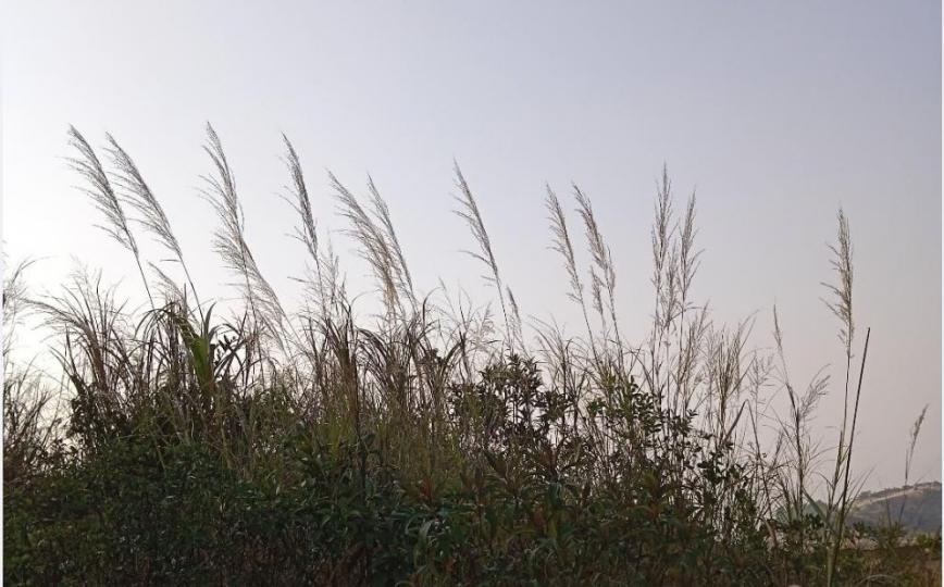 應陽光, 微風之邀
到附近山路漫步,
感覺新的一天充滿朝氣!...