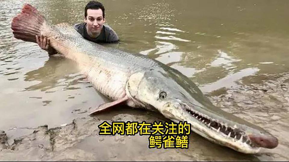 鱷雀鱔,它是世界十大
最凶猛淡水魚之一,與
食人魚齊名,原産於北
美洲,體長可達2.5米
體重最大有148公斤
以小魚,蝦,蟹,蛙,等爲
食,淡水湖,河流一誕
有它出現魚.蝦.蟹.蛙
等將遭滅頂之灾,...