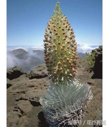銀劍草是一種耐高溫力
超强生活在火山口咐近
的神奇植物,火山口環
境十分惡劣很難見到其
它生物,而銀劍草却能
在這里生長開出高大
的花蕊,令人感嘆大自
然的神奇...