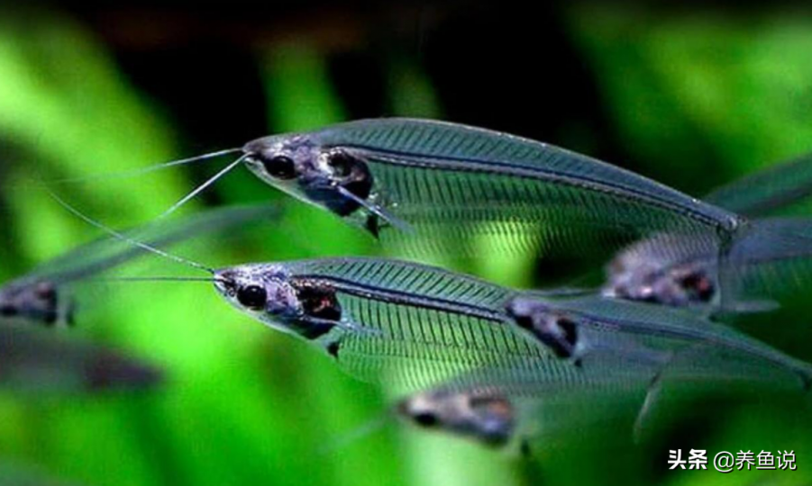 玻璃猫鬚魚,全身透明如
同玻璃,又長着猫咪一般
的鬍鬚因此得名,原産於
東南亞一帶,早在1 9世
紀己被發現的一種觀賞
魚。...