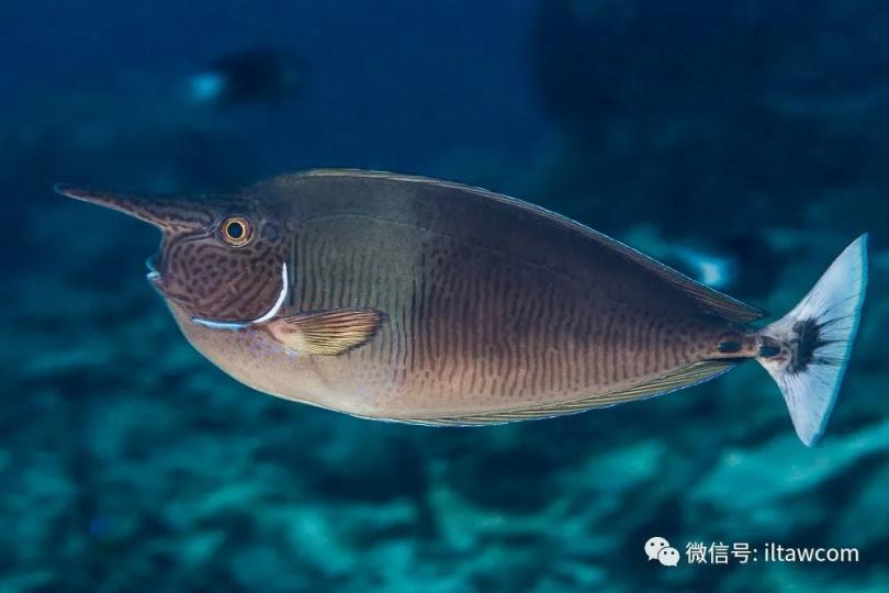 短吻鼻魚又稱短喙魚，
分布在紅海.印度洋.非
洲東岸.夏威夷群島.中
國台灣.西.南沙群島和
廣東沿海等,幼魚以藻
類爲食,成年魚則以浮
游生物爲食,常結群游
戈。...